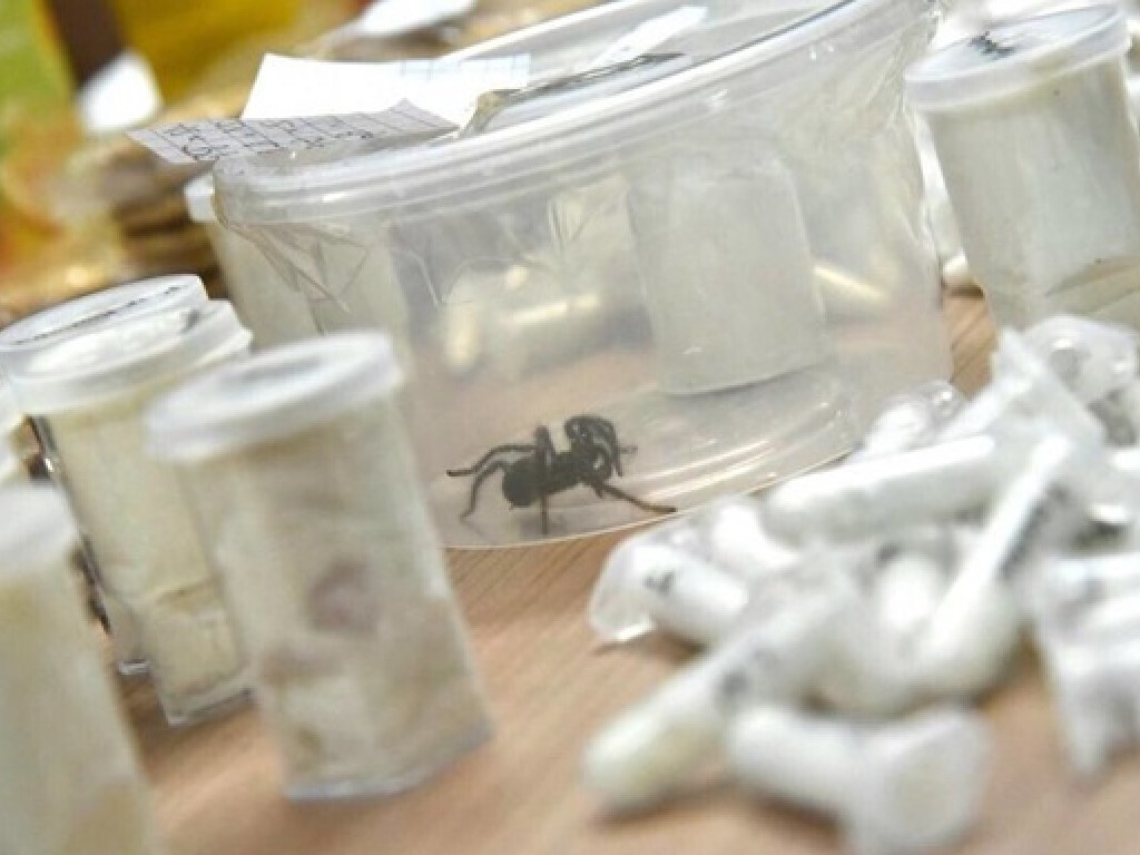 На таможне нашли почти 800 тарантулов  в пачках с печеньем (ФОТО)