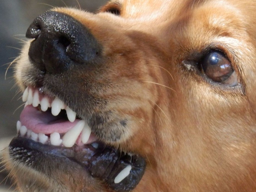 В Николаеве увеличилось число пострадавших от укусов бешеной собаки