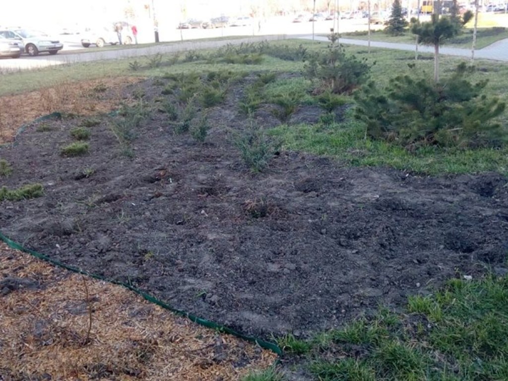 В столичном парке грабители украли сотни деревьев и кустов (ФОТО)