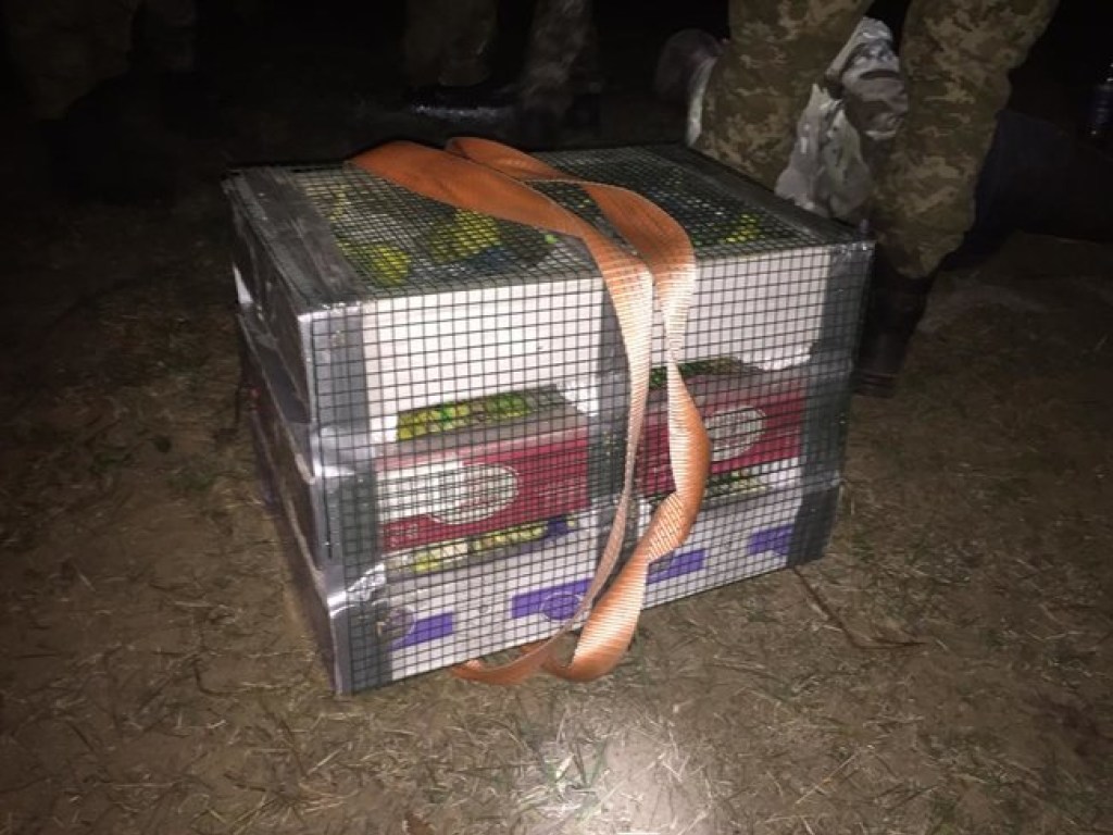 Житель Житомирской области вёз контрабандой в Беларусь 150 попугаев &#8212; ГПСУ (ФОТО)