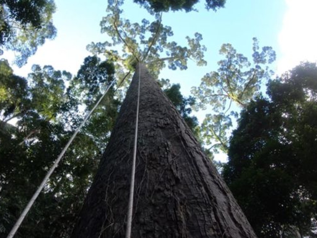 Найдено самое высокое дерево на планете (ВИДЕО)