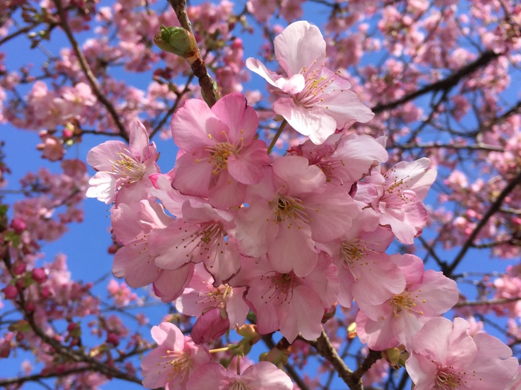 В Японии пик цветения сакуры: ошеломительное видео