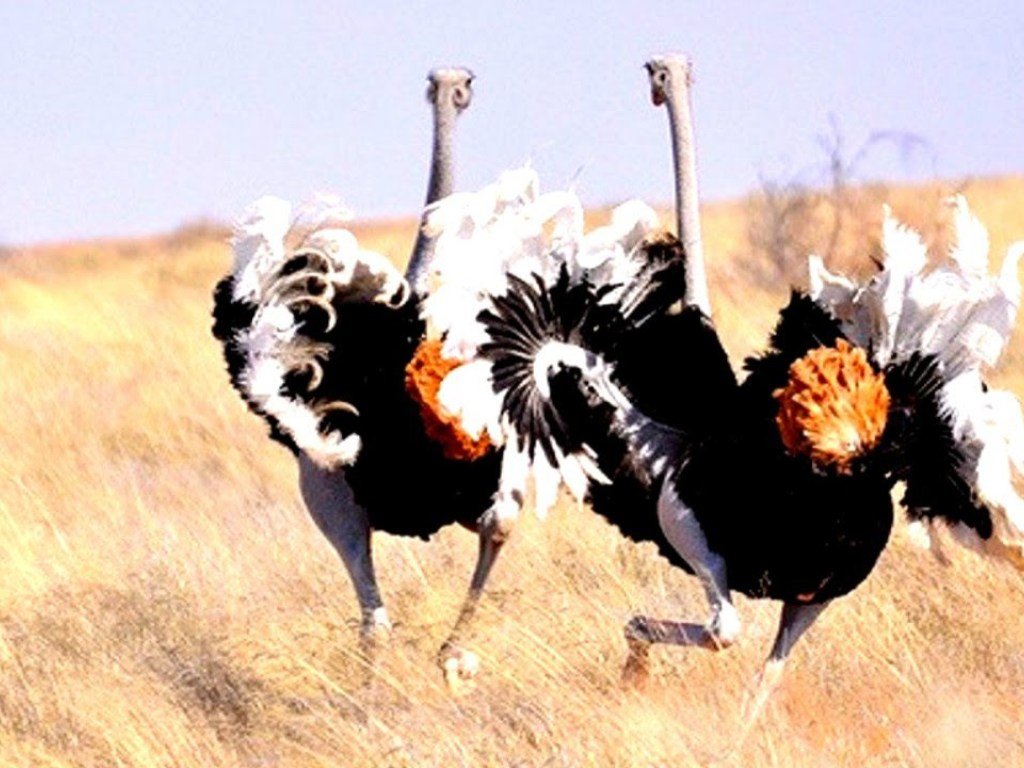 Ученые объяснили, почему страусы разучились летать