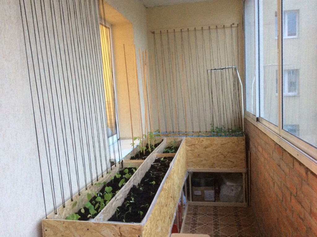 «Дача на балконе»: Выращиваем дома чеснок, шпинат и салат