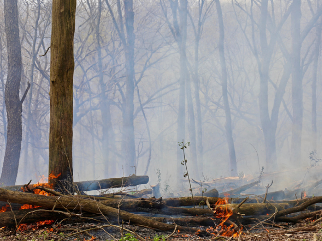 В России бушует крупный лесной пожар