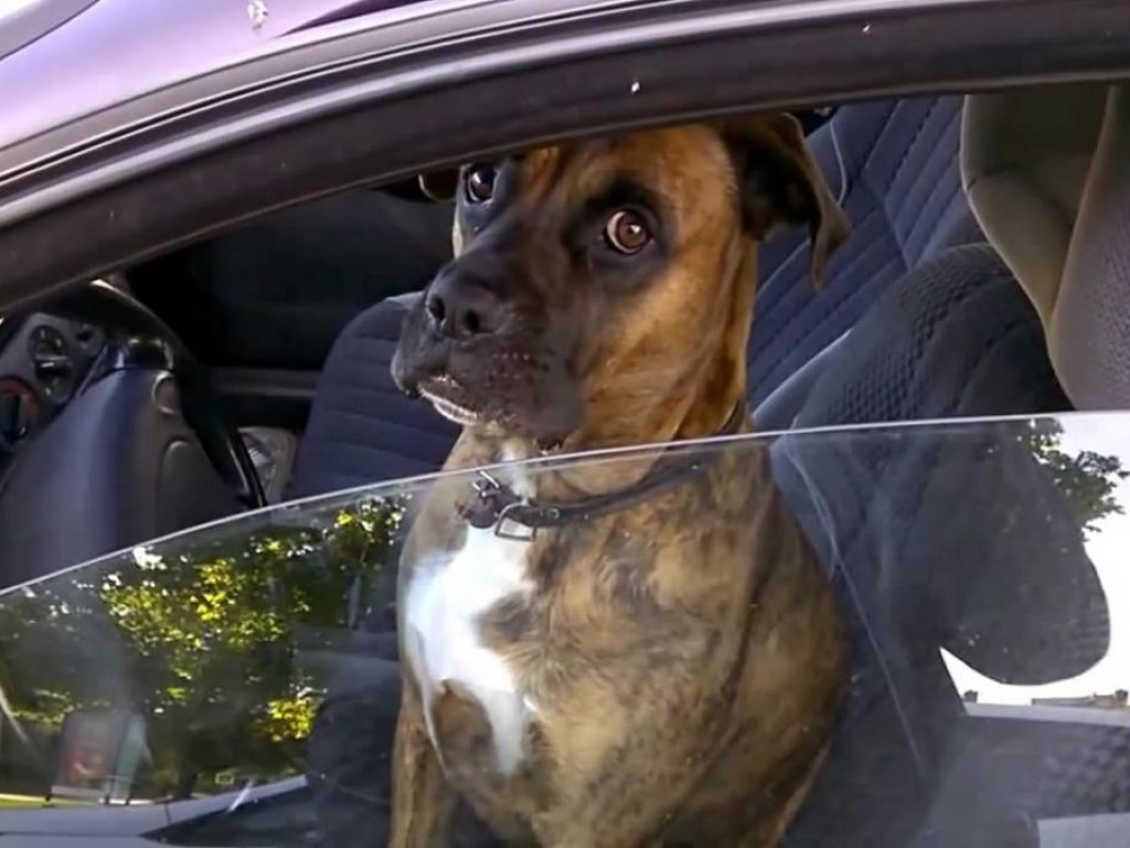 Пьяный гражданин РФ пытался «усадить за руль» собаку