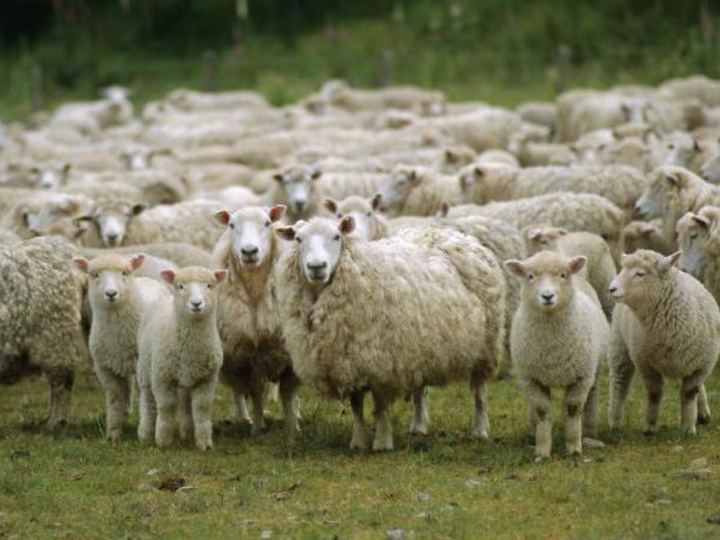 В Одесской области угнали отару овец