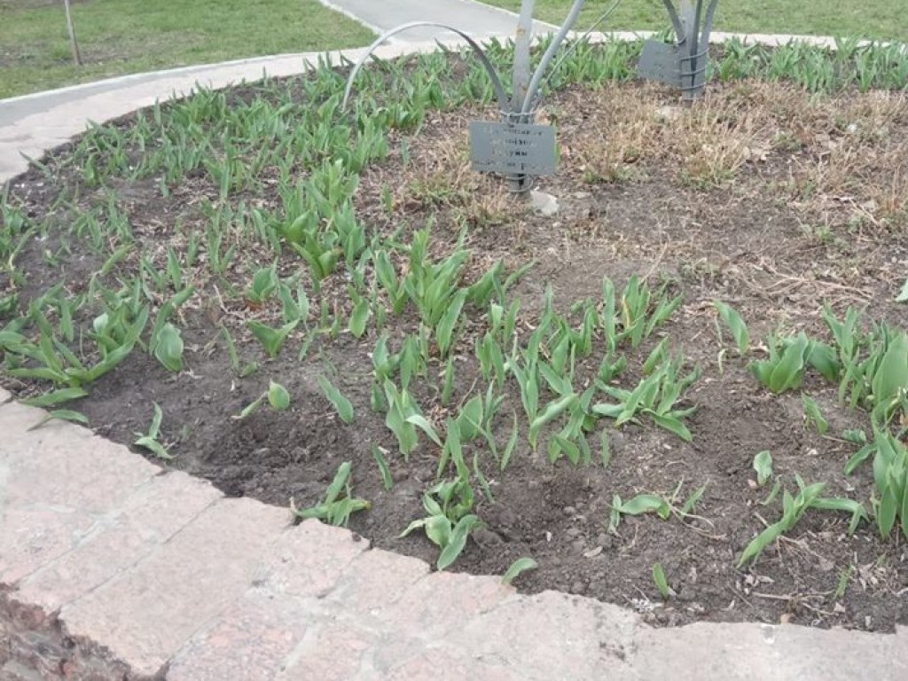 В Дарницком районе Киева неизвестные выкопали из клумбы луковицы тюльпанов
