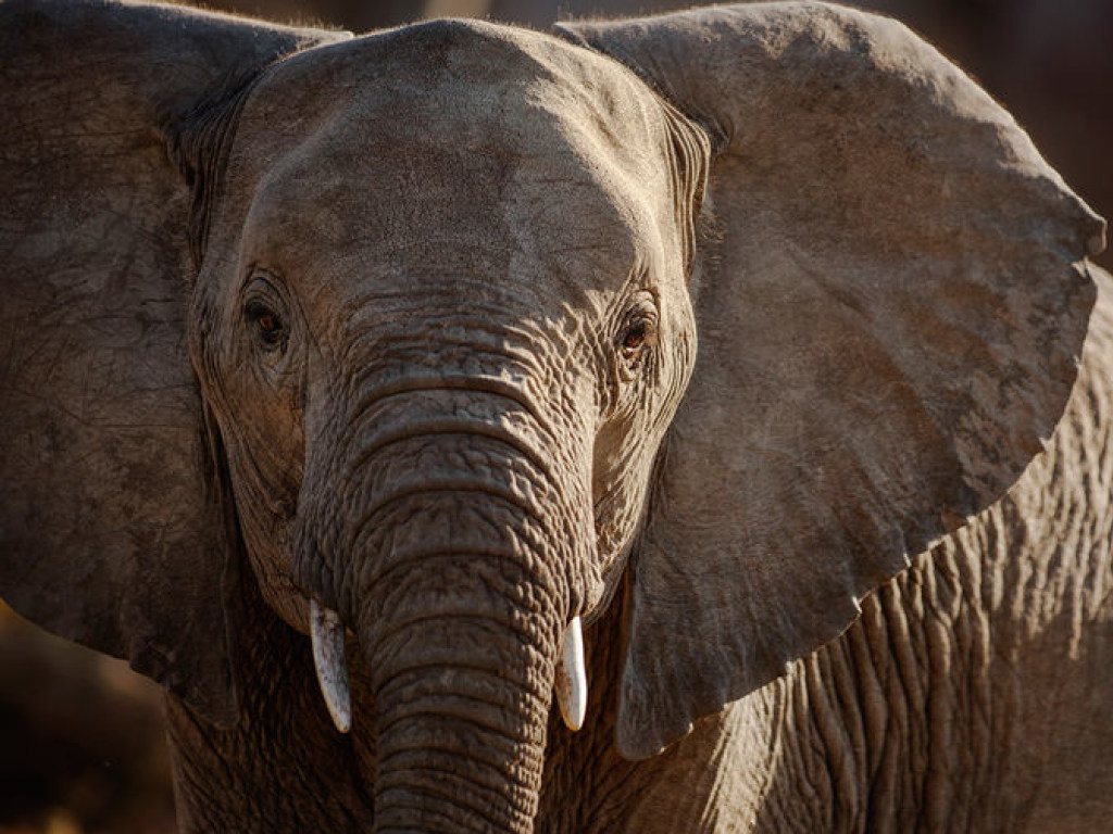 В ЮАР браконьера растоптал слон, а затем съели львы 