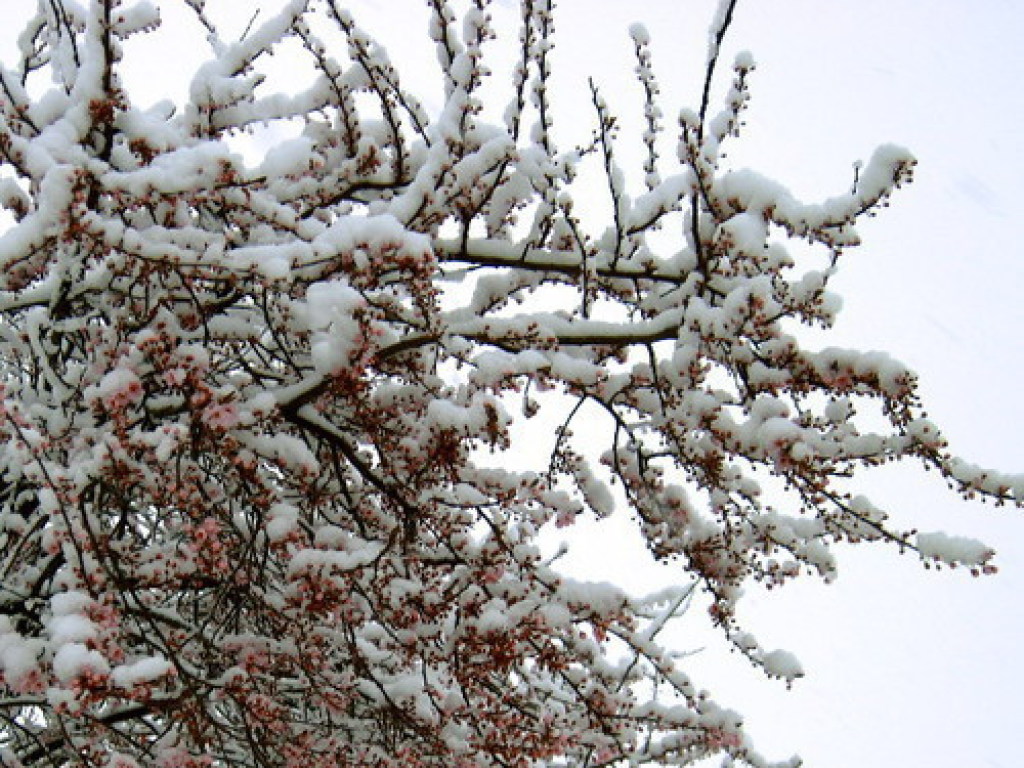 Погода на 12 апреля: в Украине похолодает, ожидаются снег и дожди