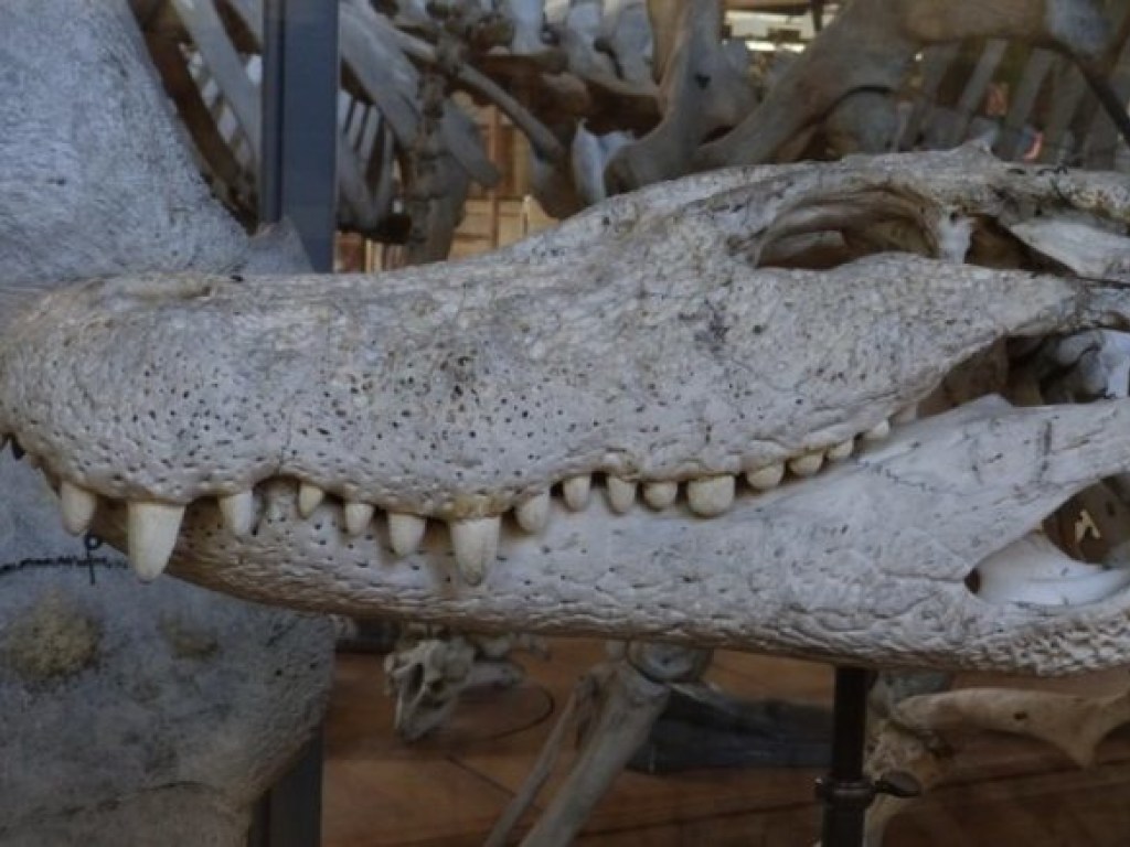 В Германии нашли останки доисторического крокодила (ФОТО)