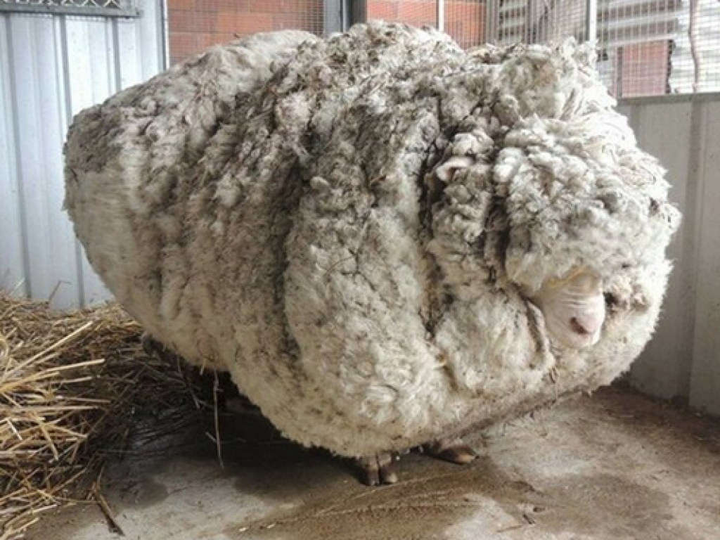 В Австралии нашли одичавшую овцу с 40 килограммами шерсти (ФОТО)