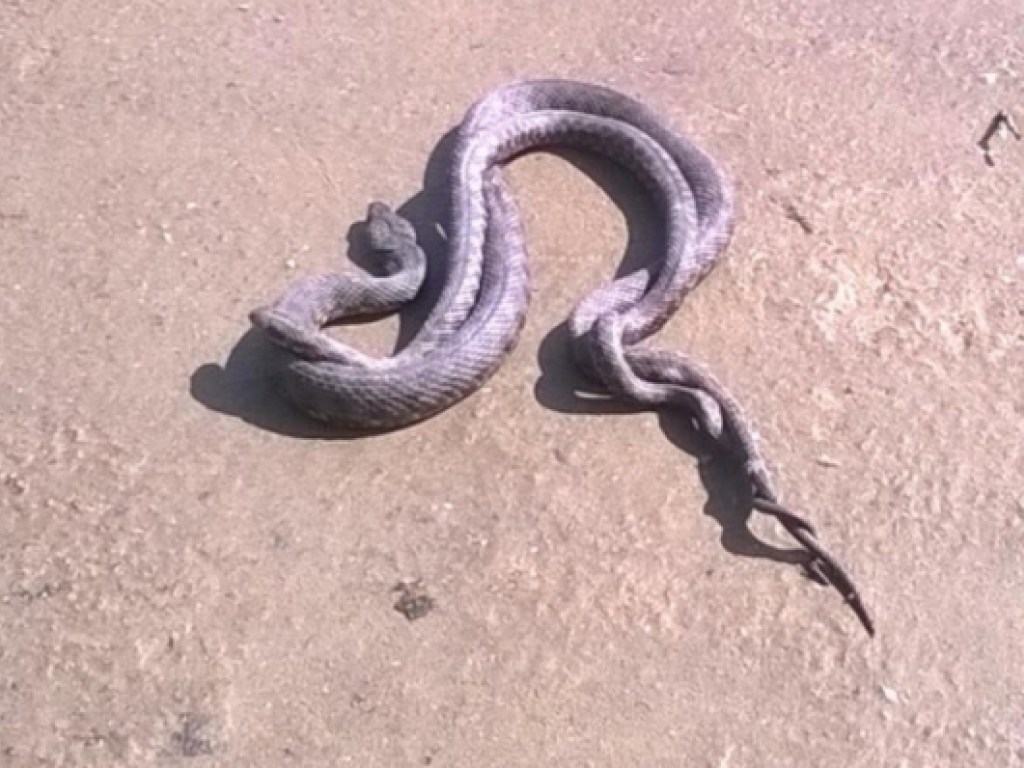 На острове Хортица заметили огромное количество змей (ФОТО, ВИДЕО)