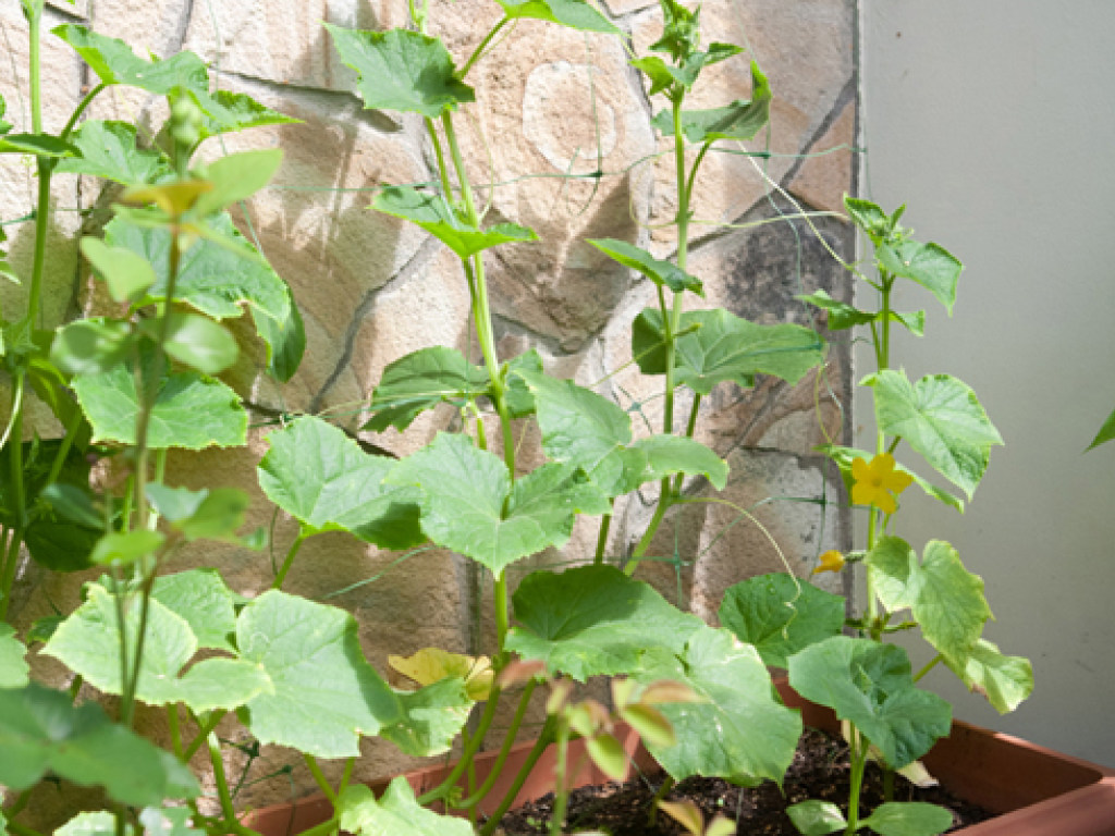 «Дача на балконе»: Выращиваем хрустящие огурчики и сладкие помидоры у себя дома