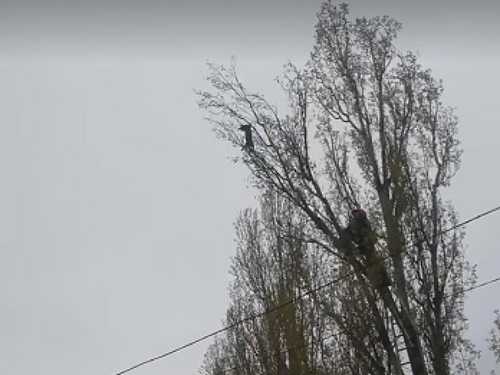 В Николаеве развернули настоящую спасательную операцию для кота на дереве (ФОТО, ВИДЕО)