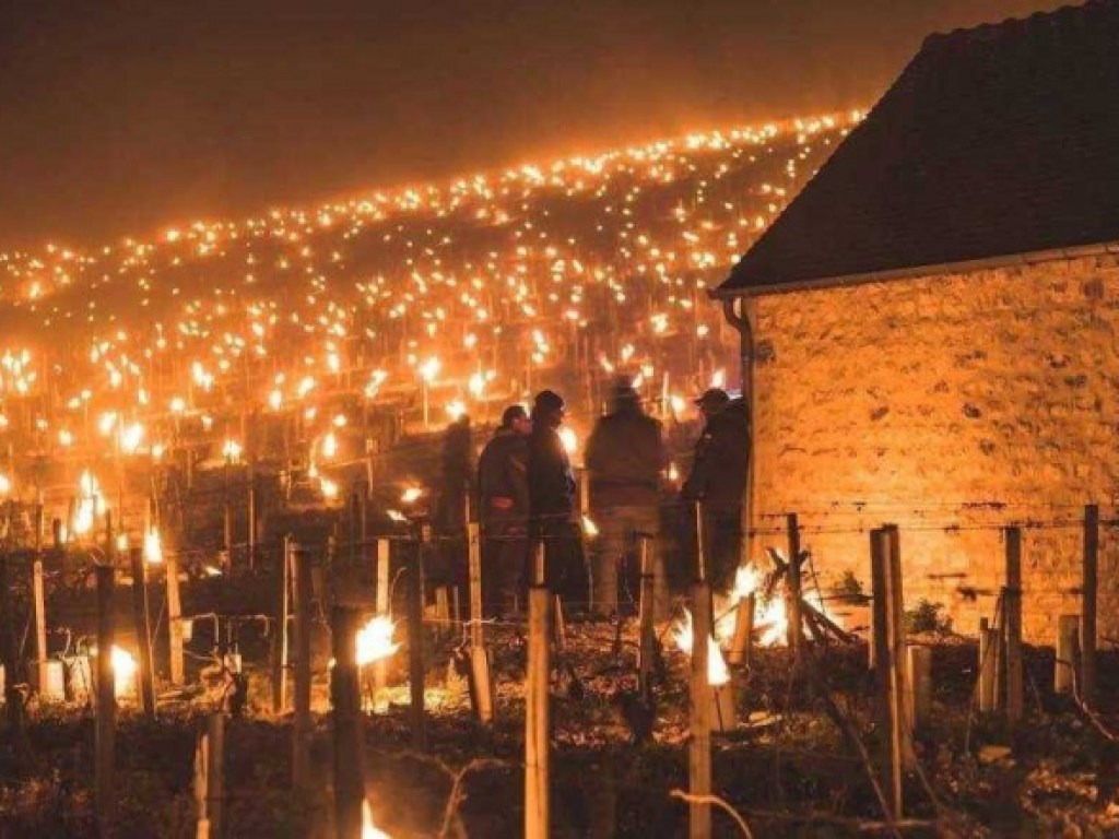 Захватывающие фото: Европейские виноделы зажгли тысячи костров, чтобы «согреть» виноградники (ФОТО)