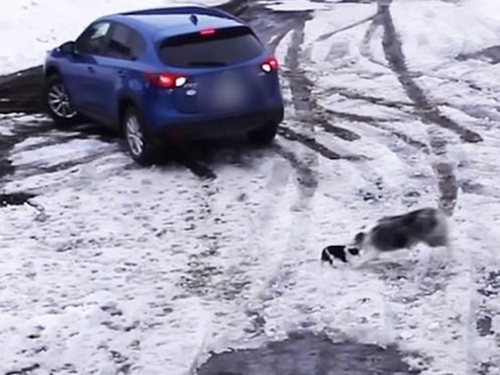 В Канаде собака пришла на выручку к собрату, вытащив его из-под колес авто (ФОТО, ВИДЕО)