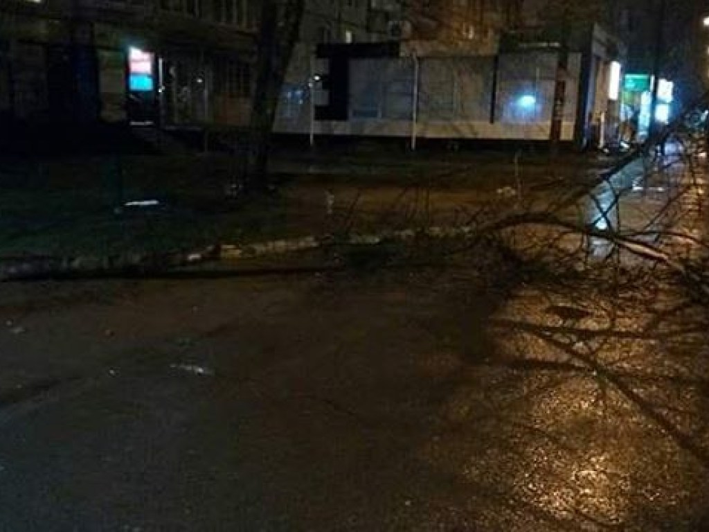 В Харькове дерево рухнуло на тротуар: едва не пострадали женщина с ребенком (ФОТО)