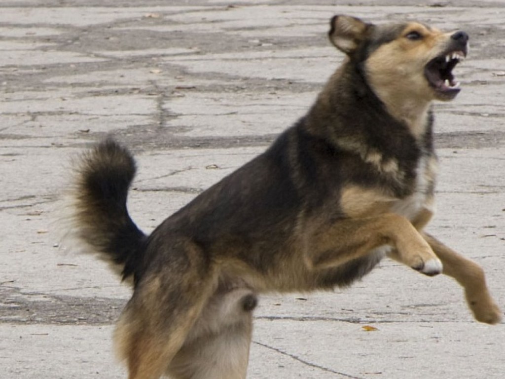В центре Николаева бродячая собака атаковала беременную женщину