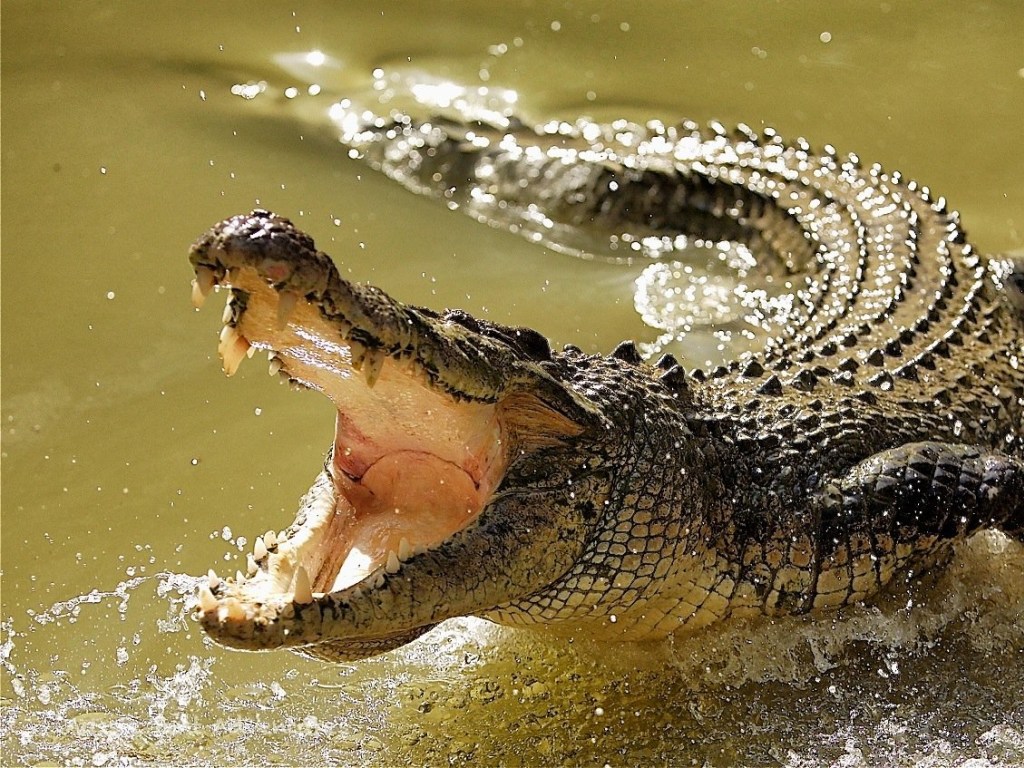 Крокодил VS акула: зрелищная схватка хищников попала на видео