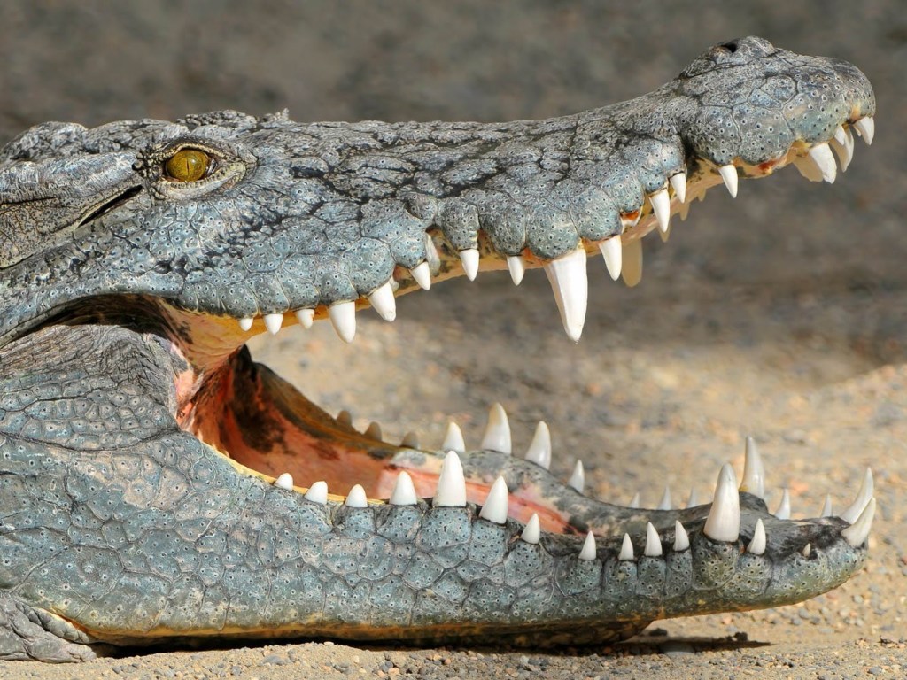 80-летний американец самостоятельно смог укротить двухметрового крокодила (ВИДЕО)