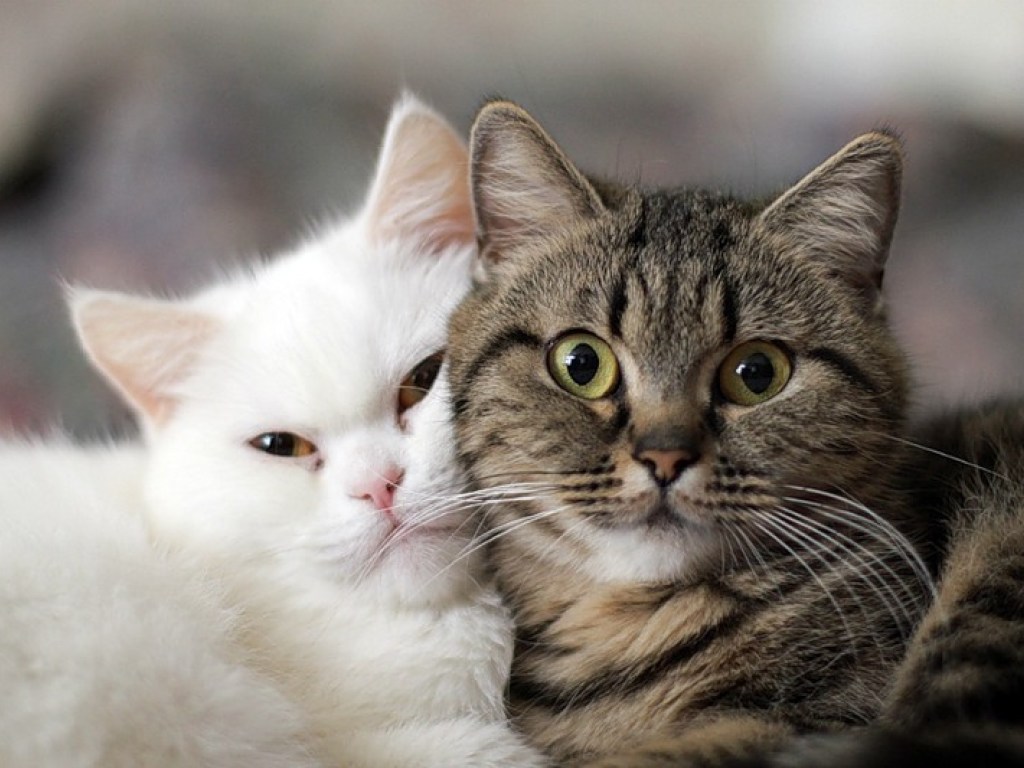 Уральские ученые сделали неожиданное открытие про длительность жизни кошек