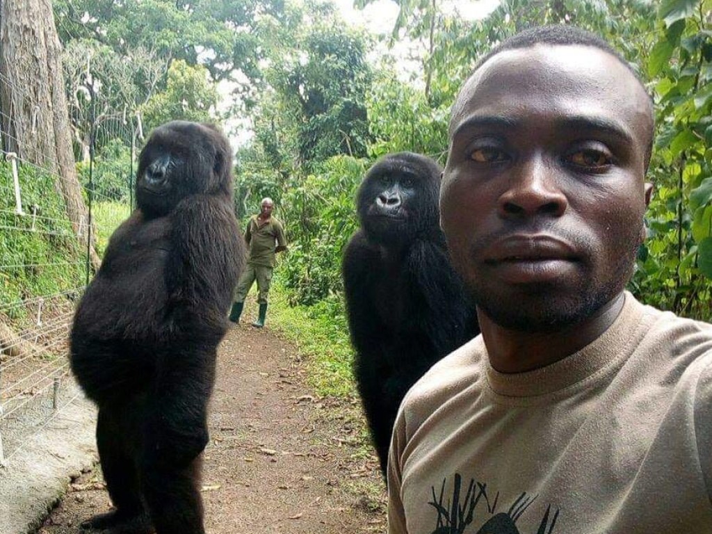 Селфи с гориллами: сотрудник конголезского зоопарка взорвал Сеть невероятным снимком