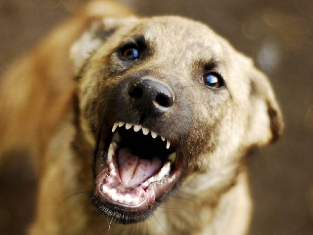 Клыками разодрала кожу: в Херсоне бродячая собака напала на ребенка