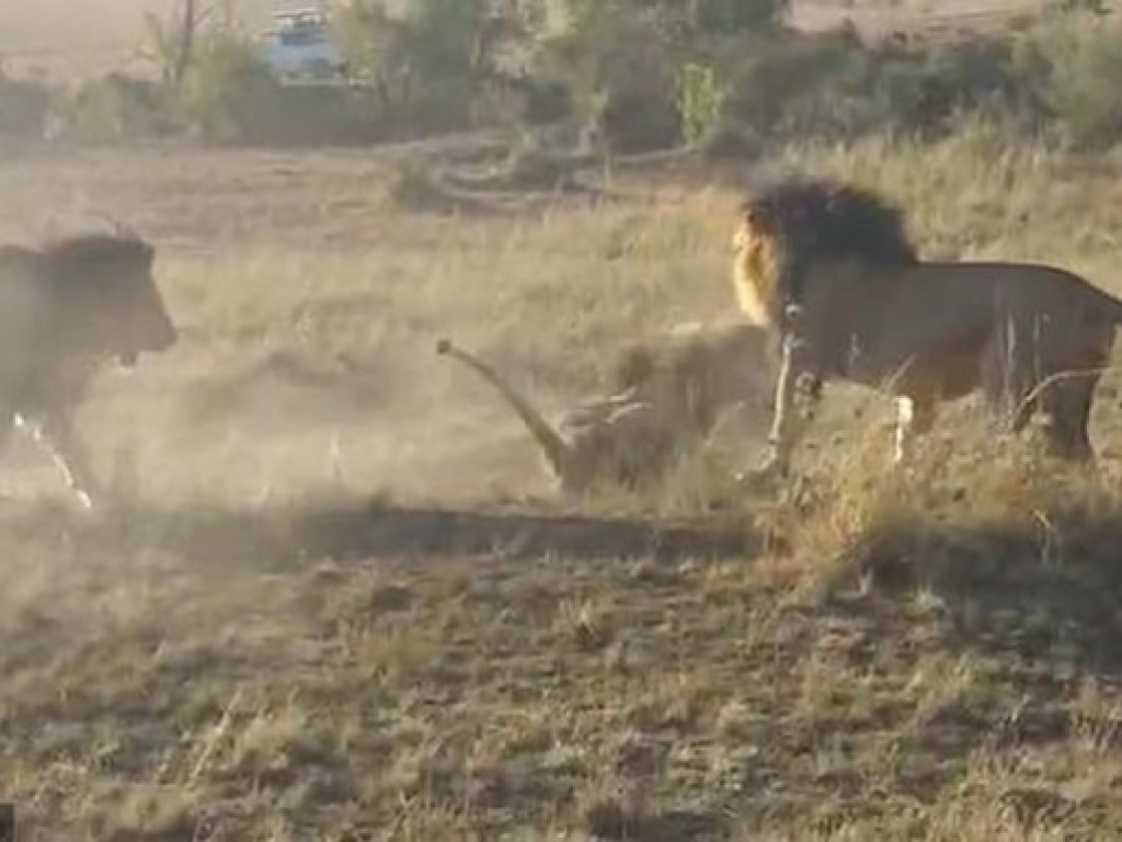 В Кении засняли на видео схватку старого льва с молодыми (ВИДЕО)  