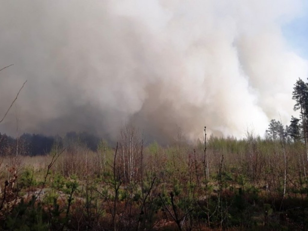 В Житомирской области ликвидируют лесной пожар на площади 15 гектаров (ФОТО)