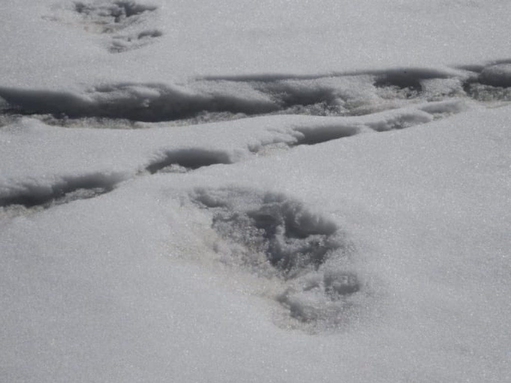 Индийская армия представила доказательства существования снежного человека (ФОТО)