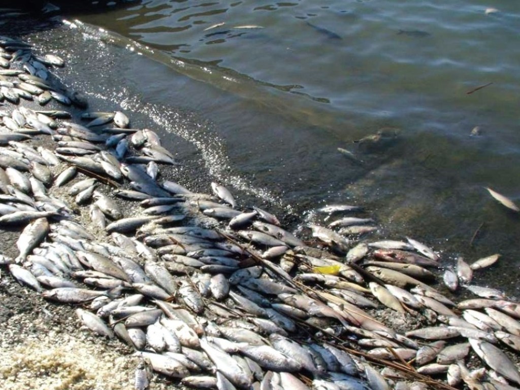 В Житомирской области зафиксировали мор рыбы: экологи зафиксировали факты загрязнения двух рек 