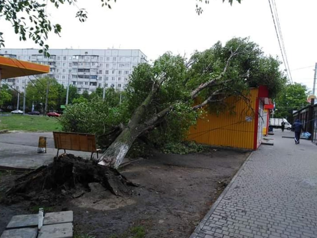 В Харькове рухнувшее дерево повредило МАФ (ФОТО)