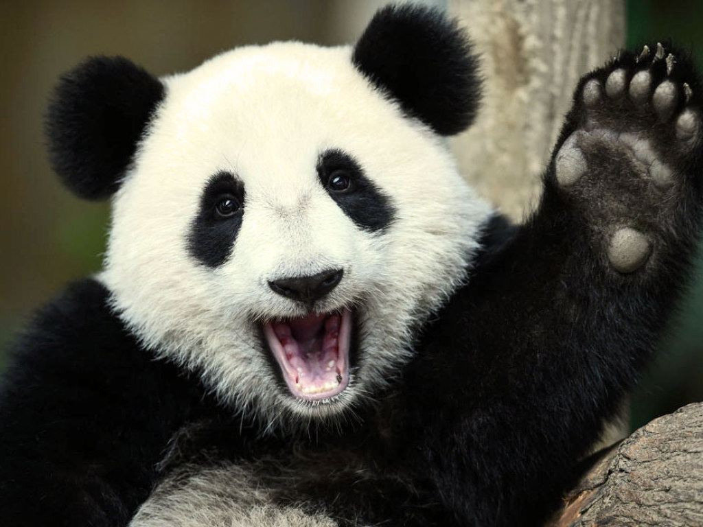 Сеть рассмешила разборчивая в еде панда (ВИДЕО)