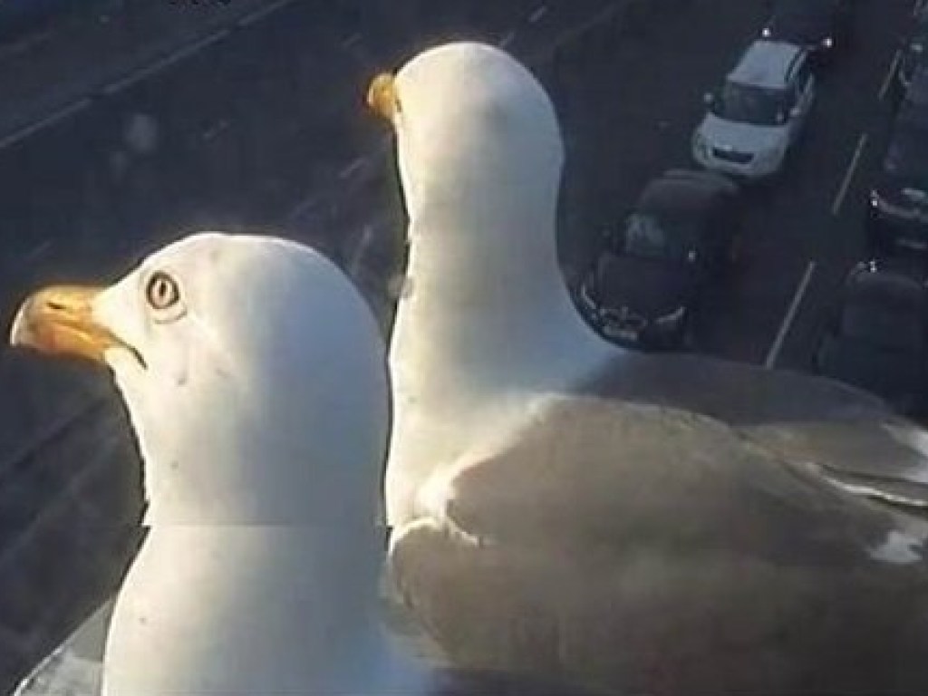 Лондонские чайки Грэм и Стив стали героями интернета (ФОТО, ВИДЕО)