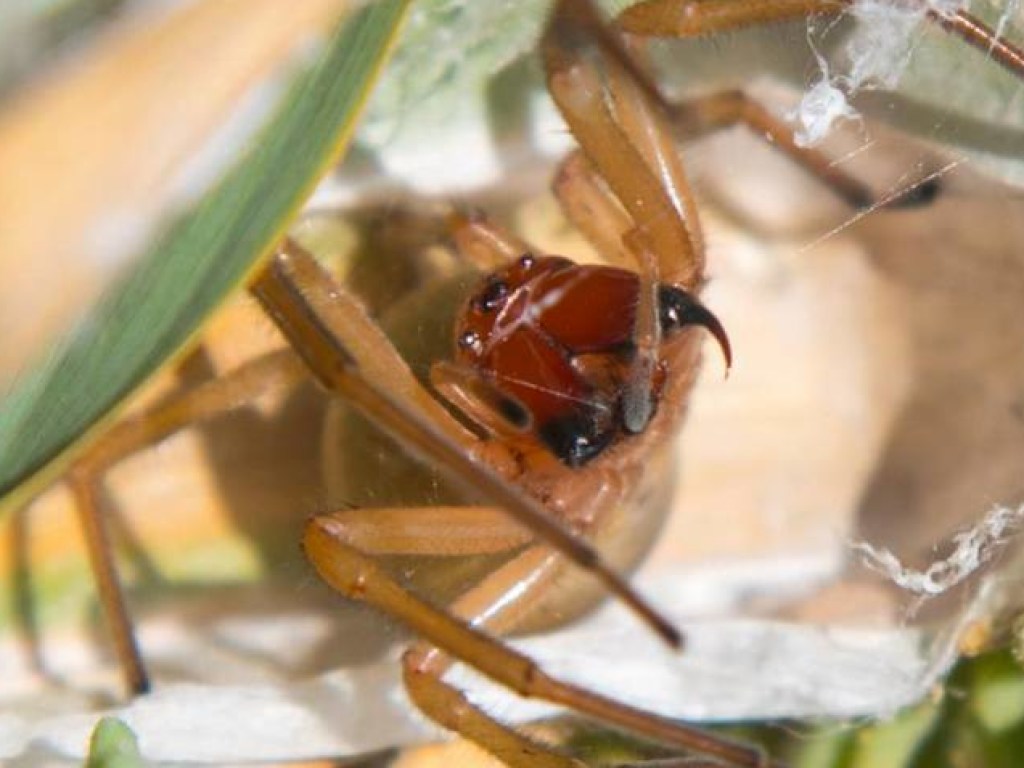 В Днепропетровской области нашли опасного паука, после укуса которого немеют ноги