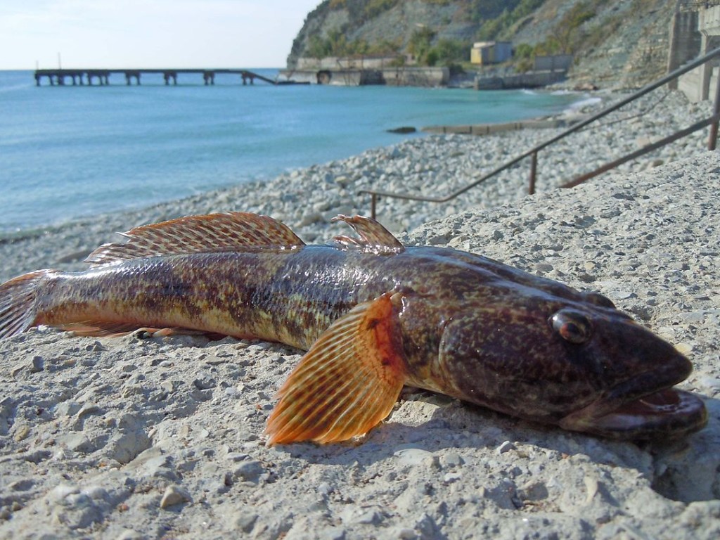 В мае запретили вылов популярной черноморской рыбы