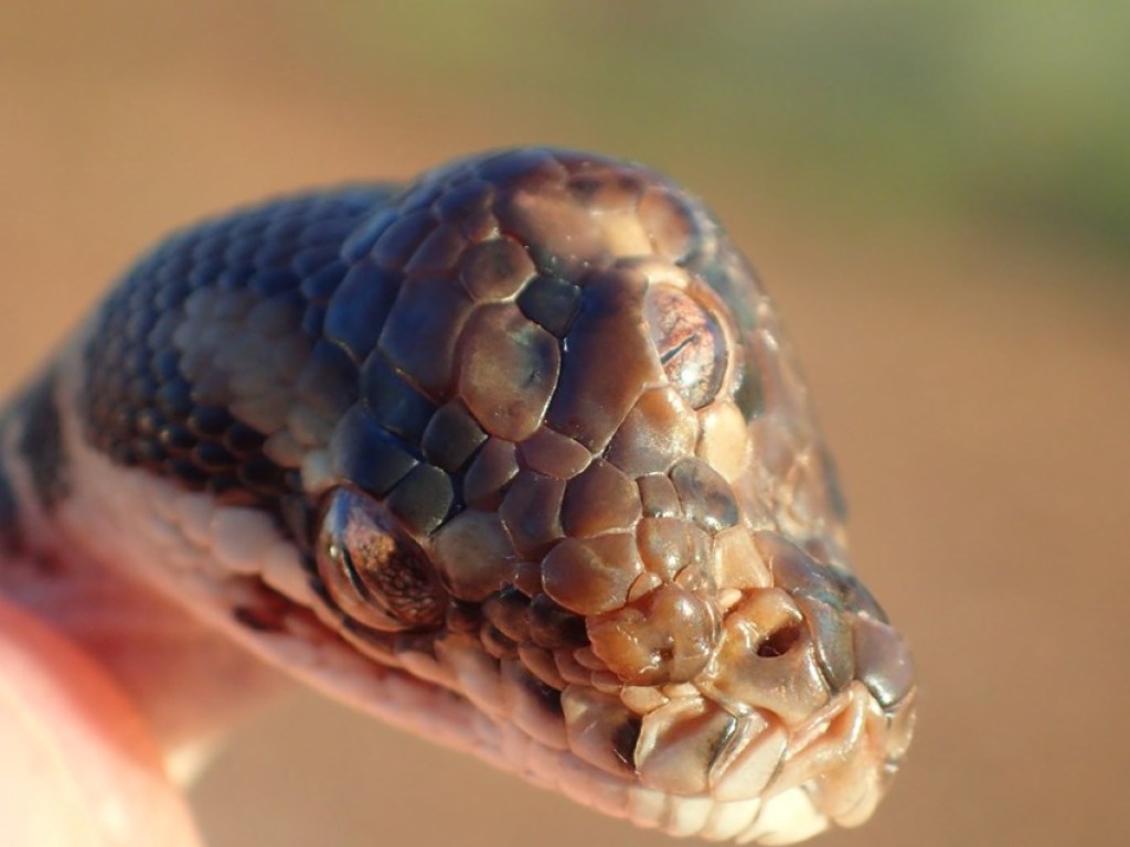 Трехглазая змею попала в поле зрения австралийских зоозащитников (ФОТО)