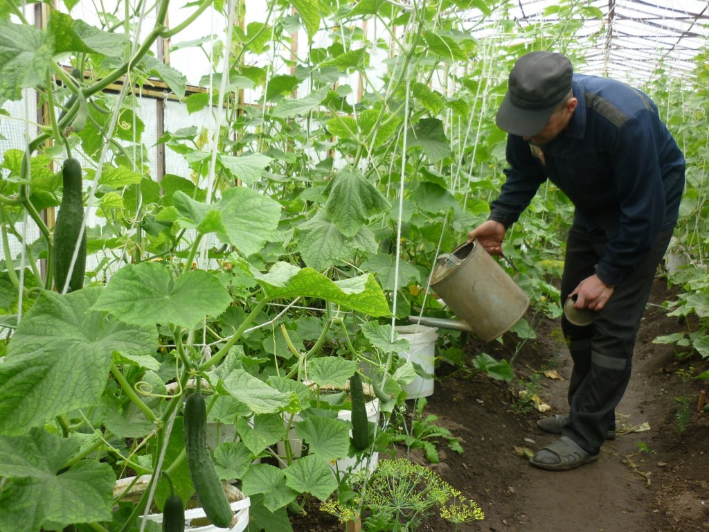 Улучшить вкус и урожайность огурцов и томатов поможет высаженный рядом базилик или фацелия– эксперт