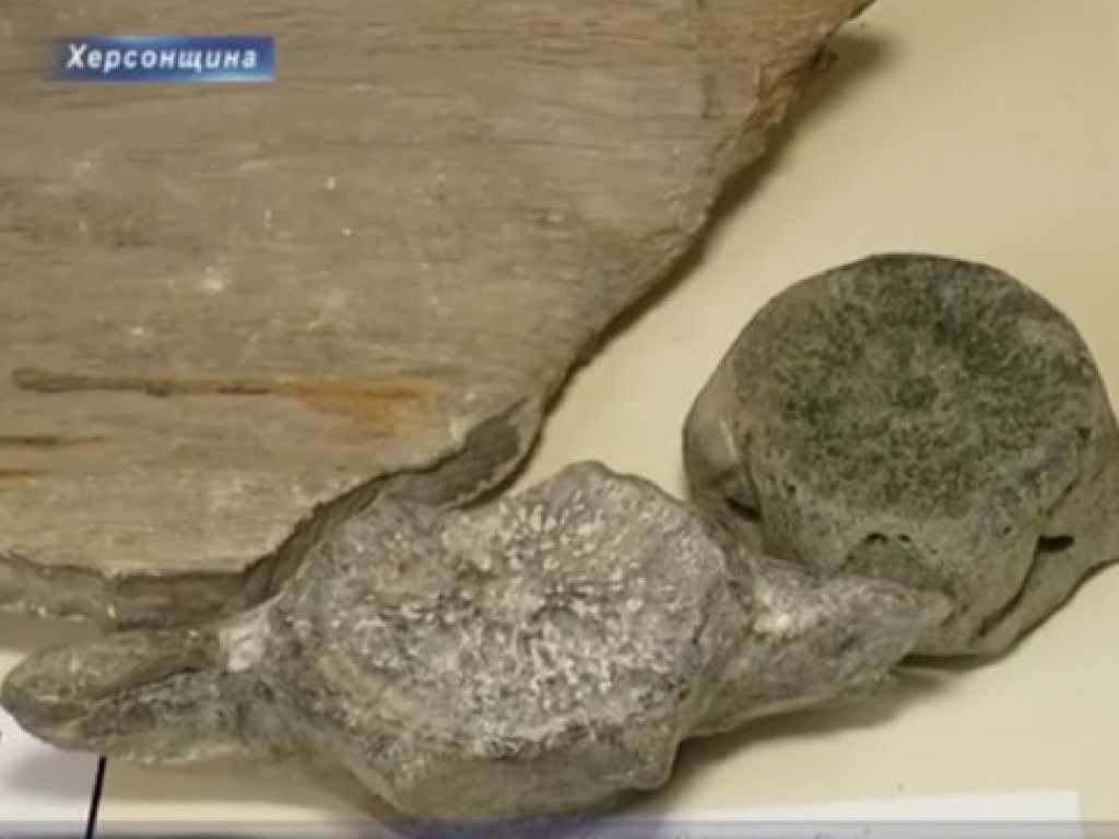 Окаменелые останки кита обнаружили на берегу Каховского водохранилища (ВИДЕО)