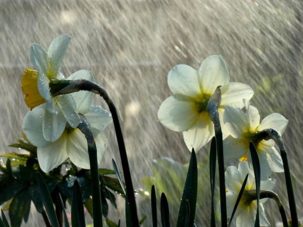 Погода на 6 мая: в Украине начнутся тёплые дожди