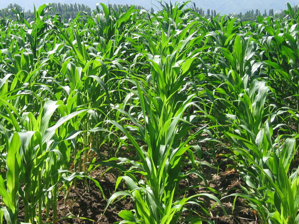 В Украине будет невысокий урожай озимой пшеницы и кукурузы – эксперт
