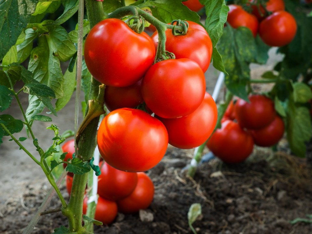 В Днепропетровской области обнаружили более 20 тонн зараженных помидоров из Турции &#8212; Госпродпотребслужба