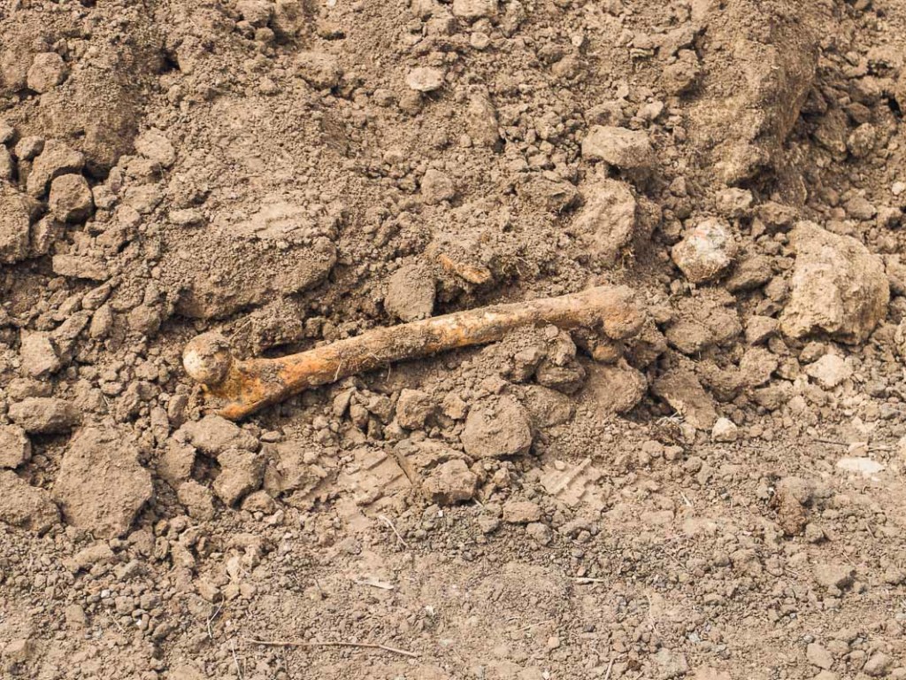 В Днепре на университетской клумбе нашли человеческие кости (ФОТО, ВИДЕО)