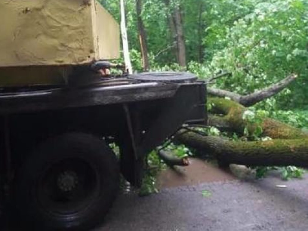 Багажник смяло: в Харькове на машину рухнуло дерево (ФОТО)