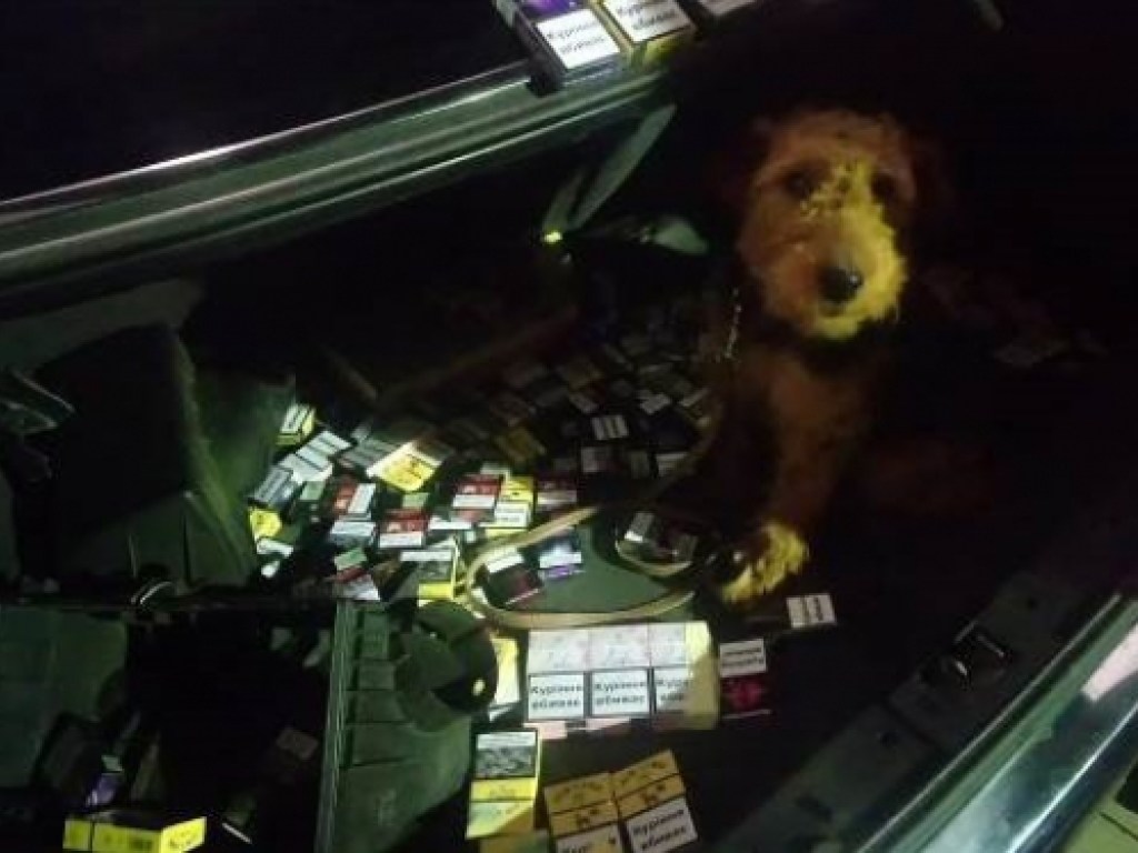 На Закарпатье пограничники с помощью собаки нашли крупную партию контрабанды сигарет (ФОТО)