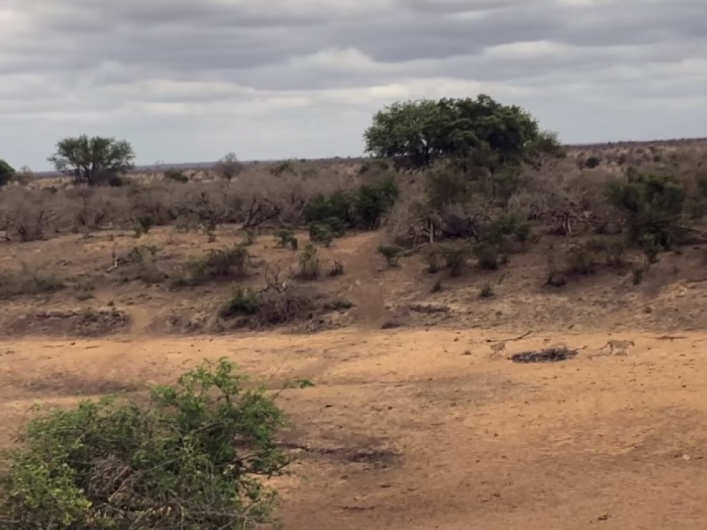 В Африке смекалистый кабана оставил в дураках группу львов (ВИДЕО)   