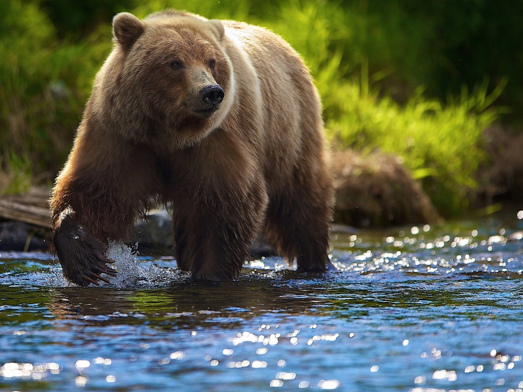 Драка двух медведей в США попала на видео (ВИДЕО)  