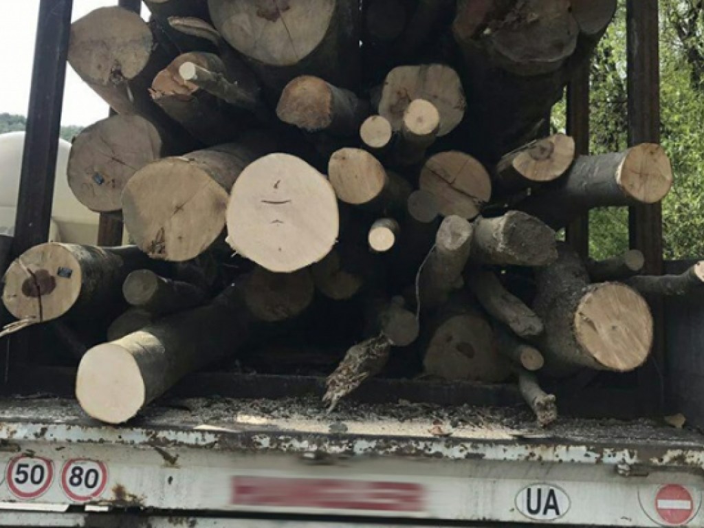 Патрульные Закарпатья остановили грузовик с контрабандной  древесиной (ФОТО) 