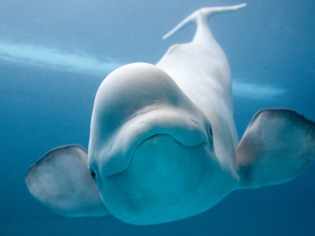 Добропорядочный кит вернул iPhone туристке (ФОТО, ВИДЕО)